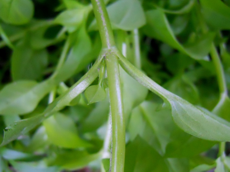 Stellaria media